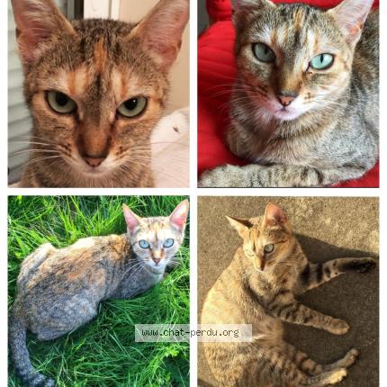 Foto 1/1 Victoire Chat perdido en Plechatel
