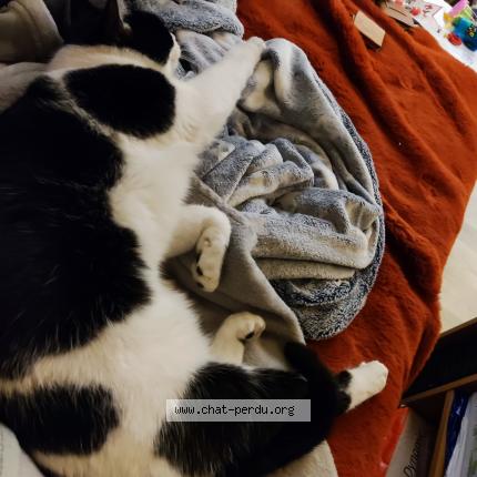 Foto 1/1 Loulou Chat perdido en Rives