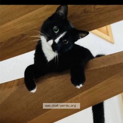 Foto 1/1 Picasso Chat perdido en Cerniat