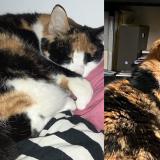 Foto del gato perdido en Lyon