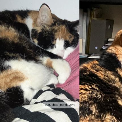 Foto 1/1 Jazz Chat perdido en Lyon