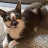 Foto del gato perdido en La Creche