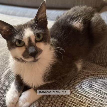 Foto 1/1 Texas Chat perdido en La creche