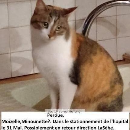 Foto 1/2 Moizelle Chat perdido en Digne les bains
