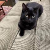 Foto del gato perdido en Sevran