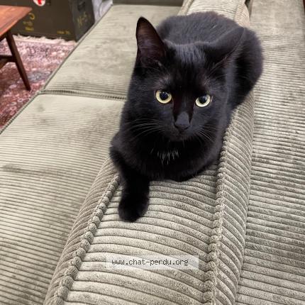 Foto 1/1 Gato encontrado Perdido en Sevran