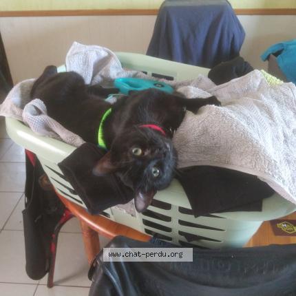 Foto 1/1 Shadow Chat perdido en La fresnais