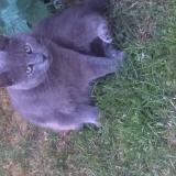 Foto del gato perdido en Cousolre