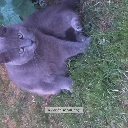 Foto 1/1 Grisette Chat perdido en Cousolre