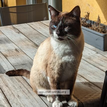 Foto 1/1 Toto Chat perdido en Besancon