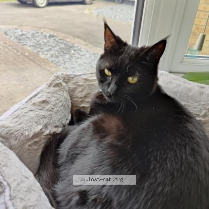 Foto 1/1 Julia Chat perdido en Cambridge