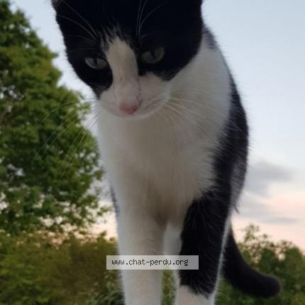 Foto 1/1 TILLY Chat perdido en Bazac