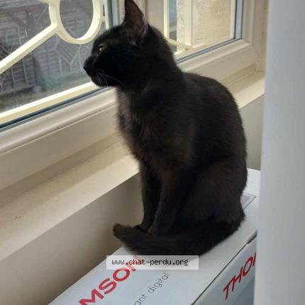 Foto 1/1 Djinn Chat perdido en Colleville montgomery