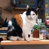 Foto del gato perdido en Montauban