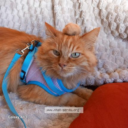 Foto 1/1 Bran Chat perdido en Pantin