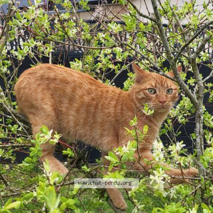 Foto 1/1 Fripouille Chat perdido en Meillac