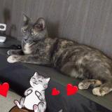 Foto del gato perdido en Pollionnay