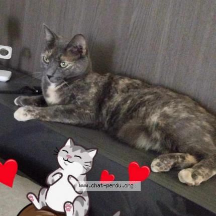 Foto 1/1 Oprah Chat perdido en Pollionnay