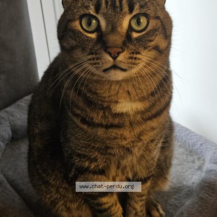 Foto 1/1 Ornella Fourn Chat perdido en Paris