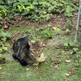 Foto del gato perdido en Paris
