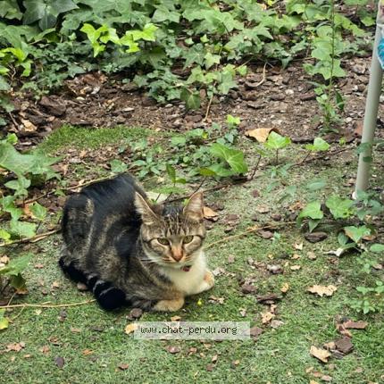 Foto 1/1 Gato encontrado Perdido en Paris