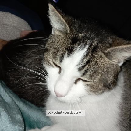 Foto 1/3 MAYA Chat perdido en Saint medard en jalles