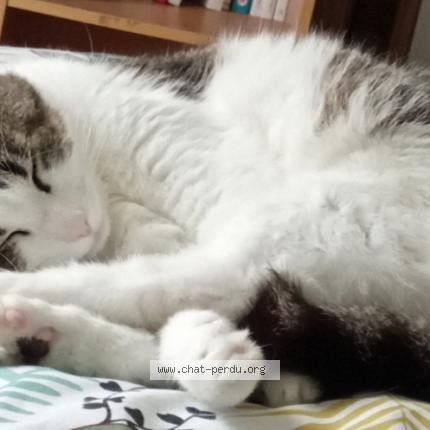 Foto 2/3 MAYA Chat perdido en Saint medard en jalles