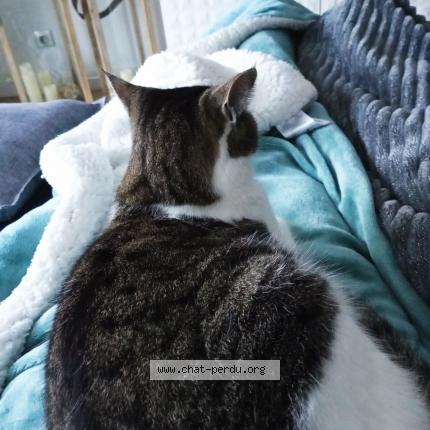 Foto 3/3 MAYA Chat perdido en Saint medard en jalles