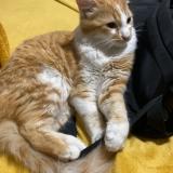 Foto del gato perdido en Saint Gilles Les Hauts