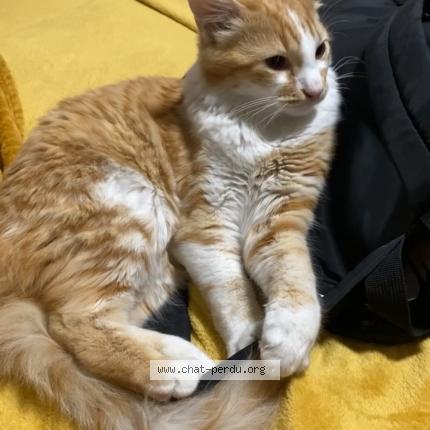 Foto 1/2 Rocky Chat perdido en Saint gilles les hauts