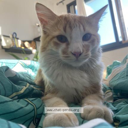 Foto 2/2 Rocky Chat perdido en Saint gilles les hauts
