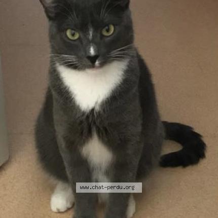 Foto 1/1 Koda Chat perdido en Francueil