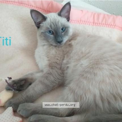 Foto 1/1 Titi Chat perdido en Biarritz