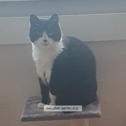 Foto 1/1 Blaka Chat perdido en Douvaine