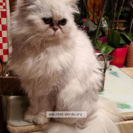 Foto 1/1 Rhea Chat perdido en Auxelles bas