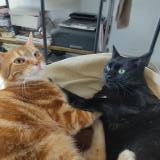 Foto del gato perdido en Houdan