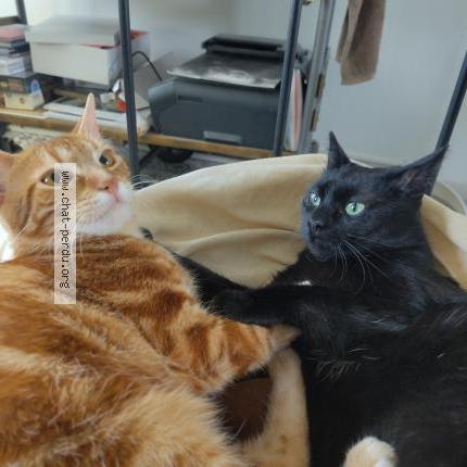 Foto 1/1 Noireaude Chat perdido en Houdan