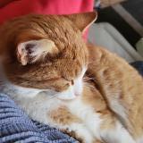 Foto del gato perdido en Senarclens