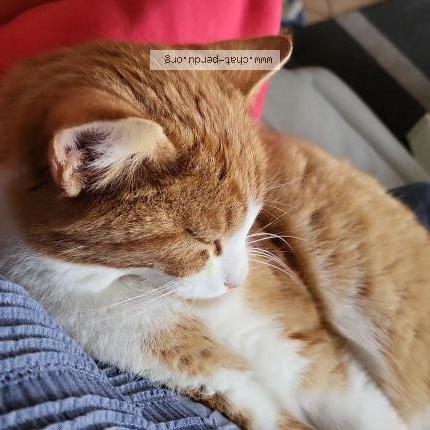 Foto 1/1 Gizmo Chat perdido en Senarclens