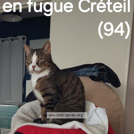 Foto 1/1 MAHO Chat perdido en Creteil