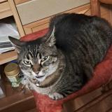 Foto del gato perdido en La Montagne