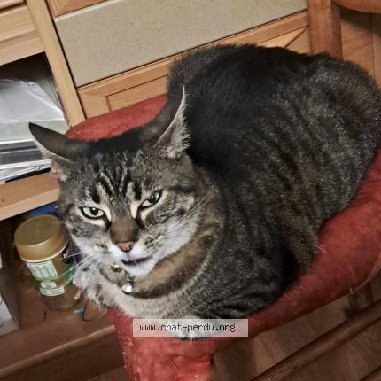 Foto 1/1 Tigrette Chat perdido en La montagne