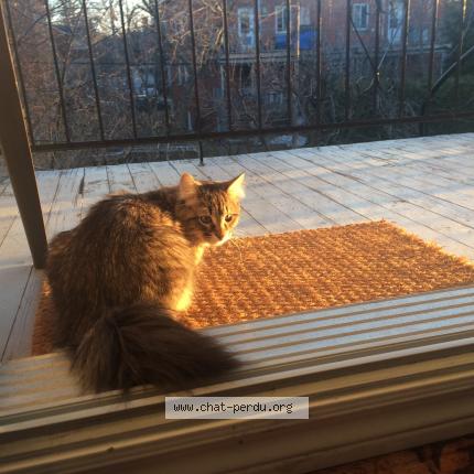 Foto 1/1 Chester Chat perdido en Laval