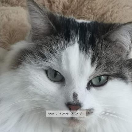 Foto 1/1 GUS Chat perdido en Saint pierre du mont
