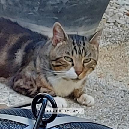 Foto 1/1 NADINE GUERIN HAILLOT Chat perdido en Sainte savine