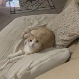 Foto del gato perdido en Belleherbe 25380