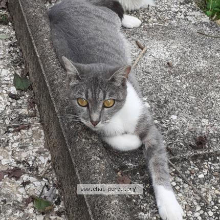 Foto 1/1 Tillie Chat perdido en Saint maixent l ecole