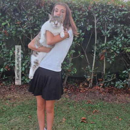 Foto 1/1 Tico Chat perdido en Randan