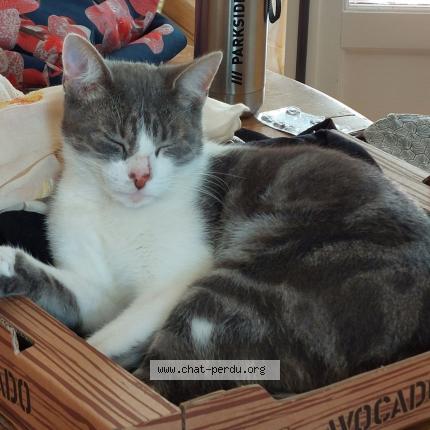 Foto 1/1 Natsu Chat perdido en Gray