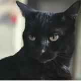 Foto del gato perdido en Audelange